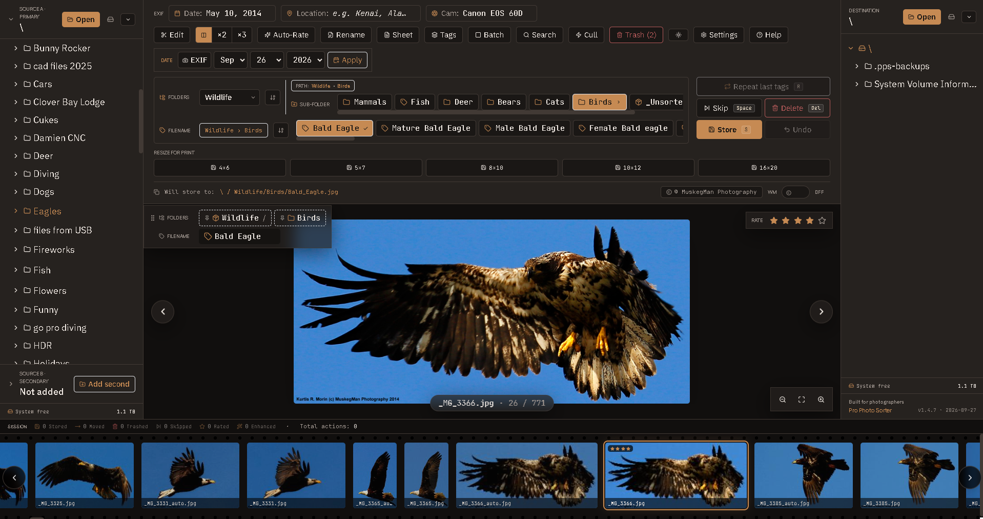 Pro Photo Sorter in ×3 compare mode: three flower photos side by side with tags applied, star rating, source and destination file trees, and the filmstrip below